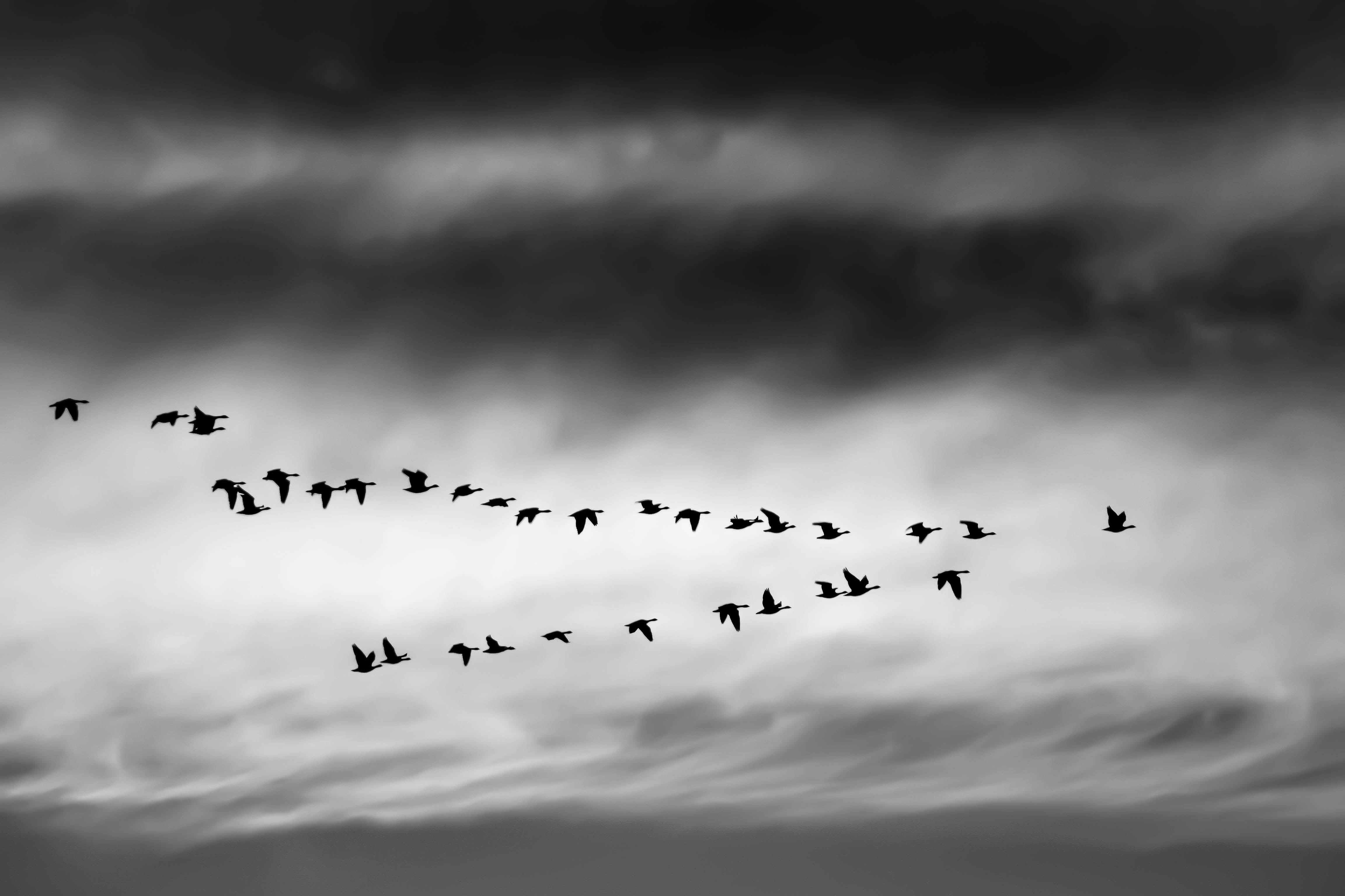 Bird_Formation